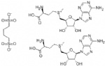S-Adenosyl-L-methionine ADEMETIONINE